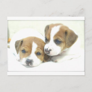 Carte Postale Angel Puppies