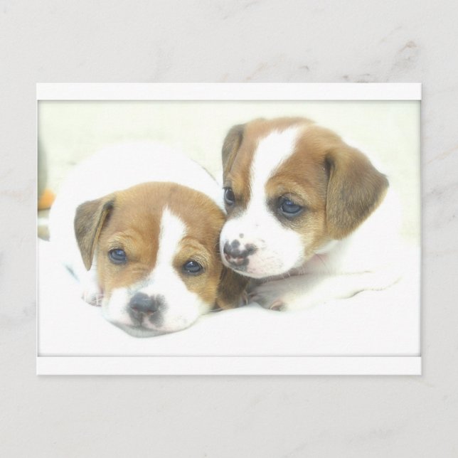 Carte Postale Angel Puppies (Devant)