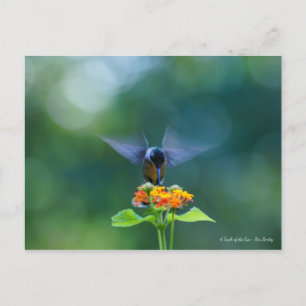 Carte Postale Angel Wings