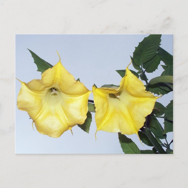 Carte postale Angels Trumpet Brugmansia (Devant)