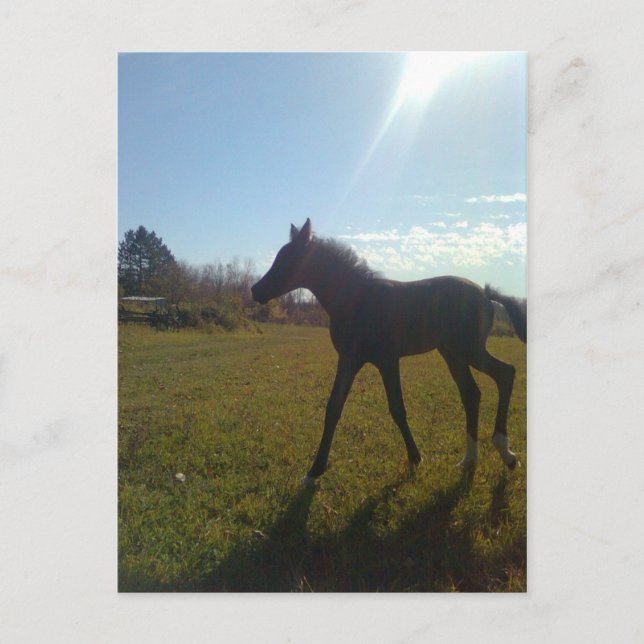 Carte Postale Anges volent la nuit (Devant)