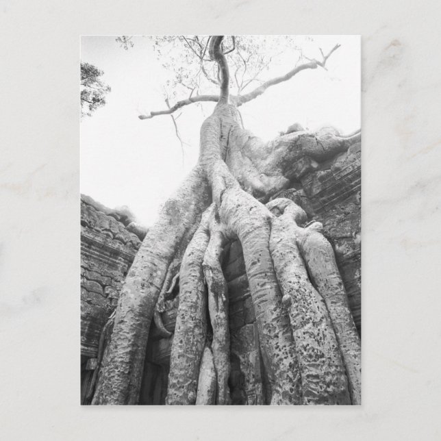 Carte Postale Angkor Cambodge, Arbre Ta Prohm (Devant)