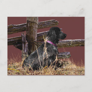 Carte Postale Anglais Cocker Spaniel