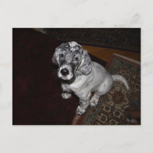 Carte Postale Anglais Setter Puppy