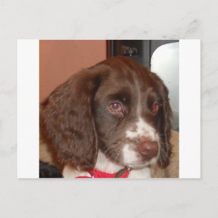 Carte Postale Anglais_Springer_Espagnol lw chiot