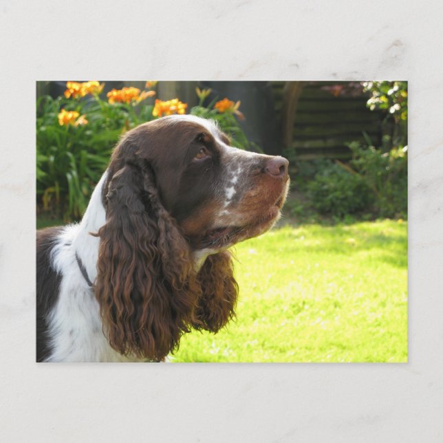 Carte Postale Anglais Springer Spaniel (Devant)