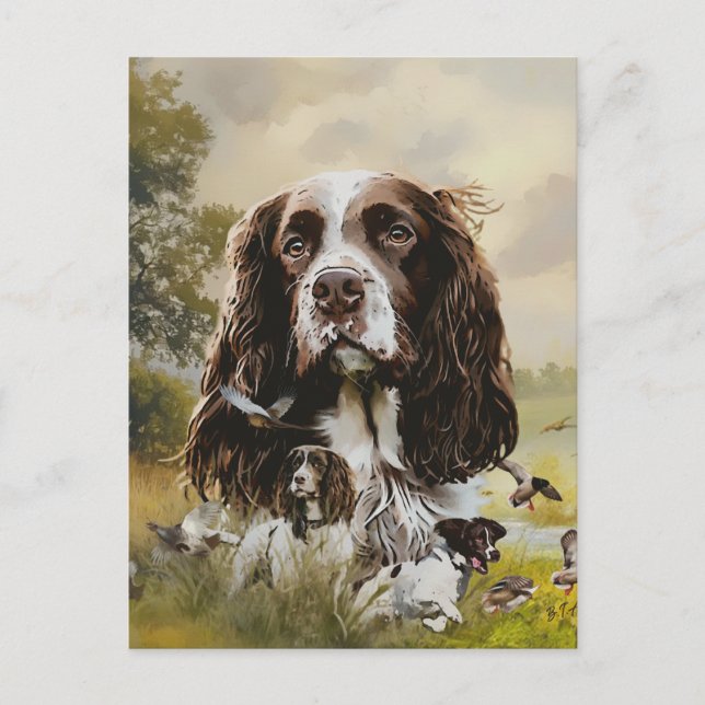 Carte Postale Anglais Springer Spaniel (Devant)