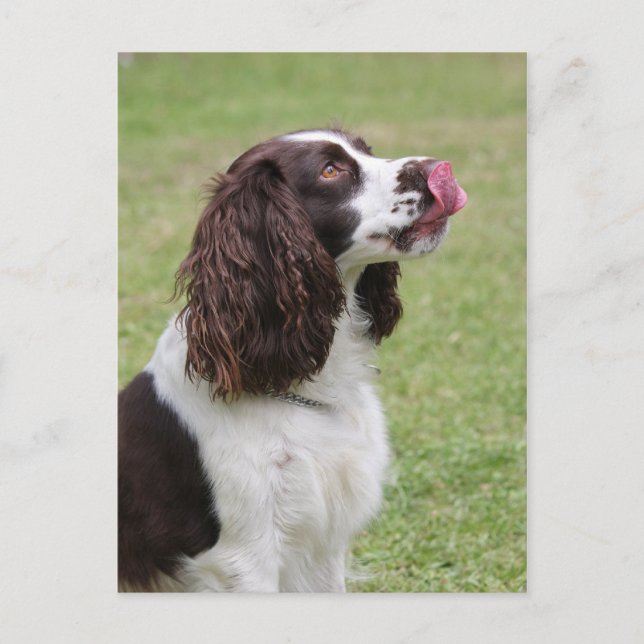 Carte Postale Anglais Springer Spaniel Licking Nose (Devant)