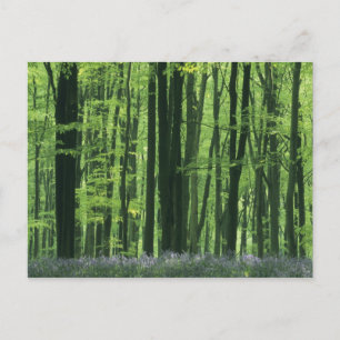 Carte Postale Angleterre, forêt de hêtres et jacintes des bois
