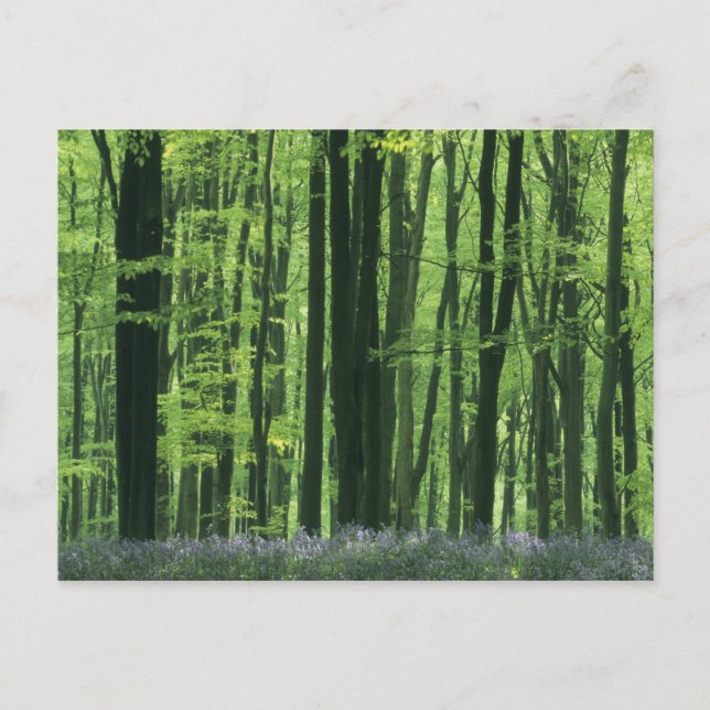 Carte Postale Angleterre, forêt de hêtres et jacintes des bois (Devant)