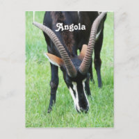 Angola Sable Antelope