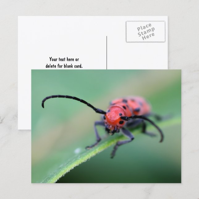Carte Postale Angry Red Beetle Bug Nature Photography  (Devant / Derrière)