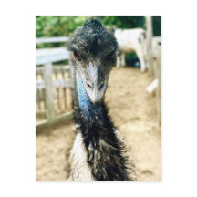 Angy Emu