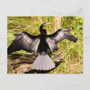 Carte Postale Anhinga