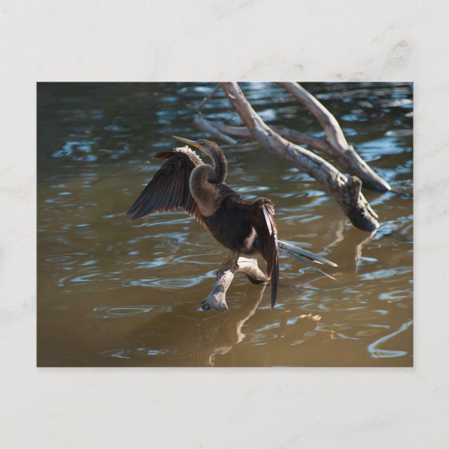 Carte Postale Anhinga (Devant)