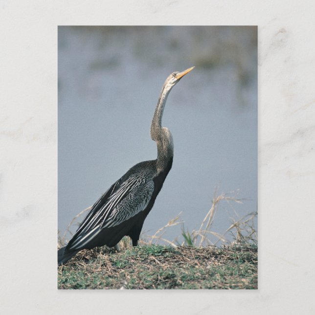 Carte Postale Anhinga (Devant)