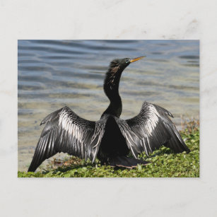 Carte postale Anhinga Bird