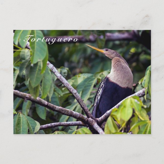 Carte Postale Anhinga dans le Parc national de Tortuguero - Cost (Devant)