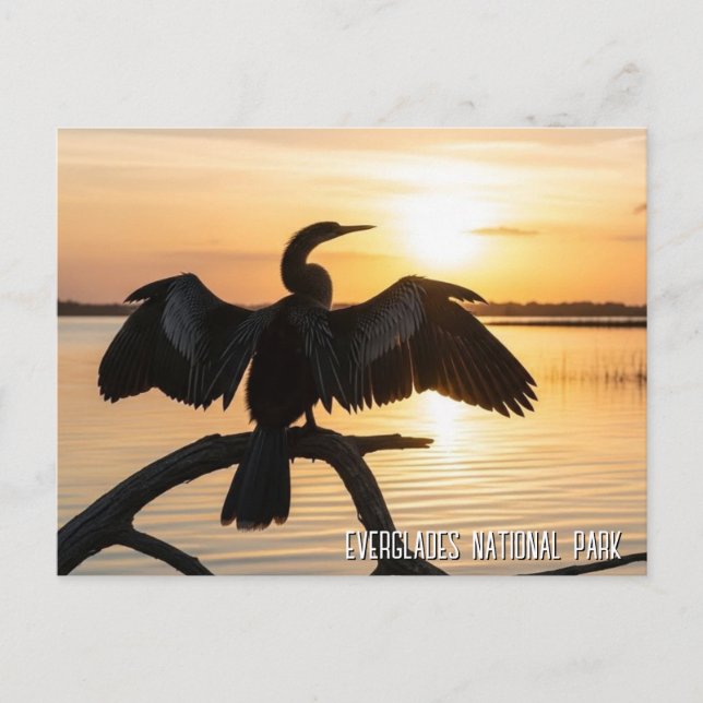 Carte Postale Anhinga Everglades National Park (Devant)