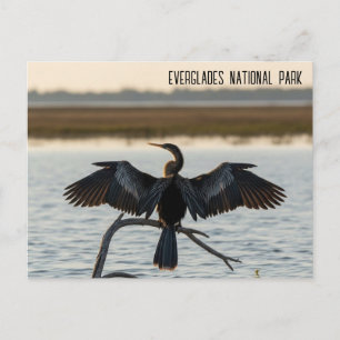 Carte Postale Anhinga Parc national des Everglades