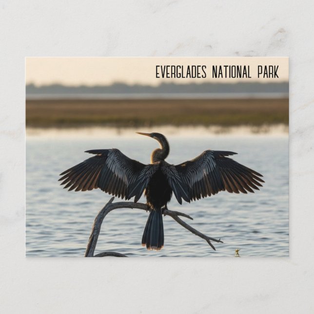 Carte Postale Anhinga Parc national des Everglades (Devant)
