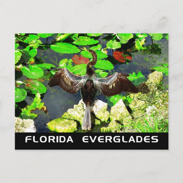 Carte Postale Anhinga, Parc national des Everglades, FL (Devant)