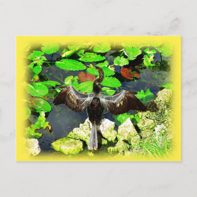 Carte Postale Anhinga, Parc national des Everglades, FL (Devant)