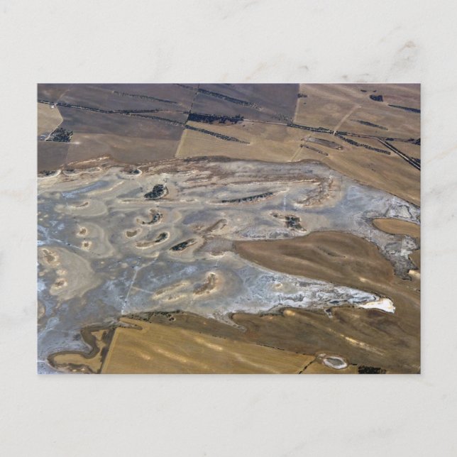 Carte Postale animal abstrait (Devant)