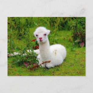 Carte Postale Animal blanc doux d'Alpaca