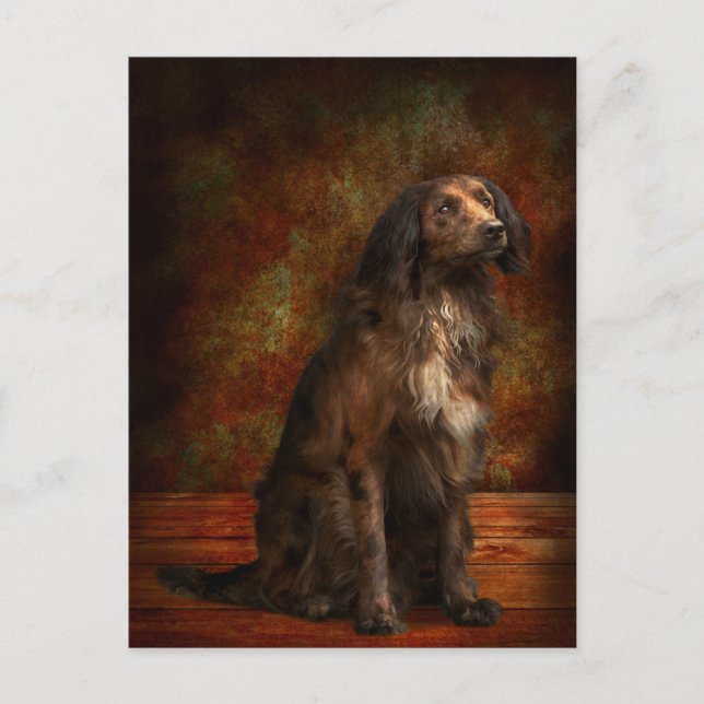 Carte Postale Animal - Chien - Cocker Spaniel - Ces yeux de rêve (Devant)