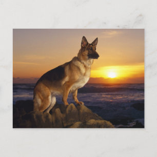 Carte Postale animal de chien alsacien