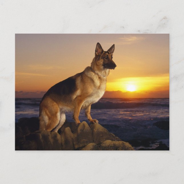 Carte Postale animal de chien alsacien (Devant)