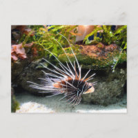 Animal de poisson Lion