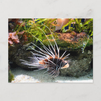 Carte Postale Animal de poisson Lion