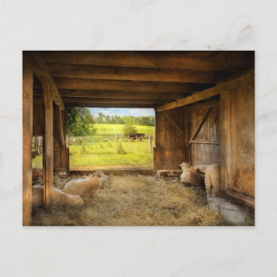 Carte Postale Animal - mouton - mouton compteur