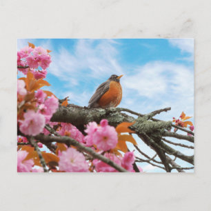 Carte Postale Animal - Oiseau - Premier rouge-gorge du printemps
