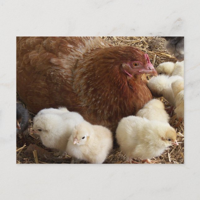 Carte Postale animal, poulet, ferme, mignonette, oiseau, bébé, (Devant)