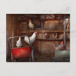 Carte Postale Animal - Poulet - Le canard est un espion