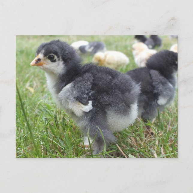 Carte Postale animal, poussin, poulet, ferme, mignon, oiseau, bé (Devant)