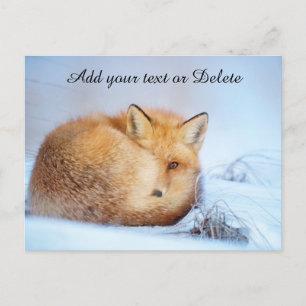 Carte Postale *~* Animal Red Fox Ap18 Personnaliser de la faune