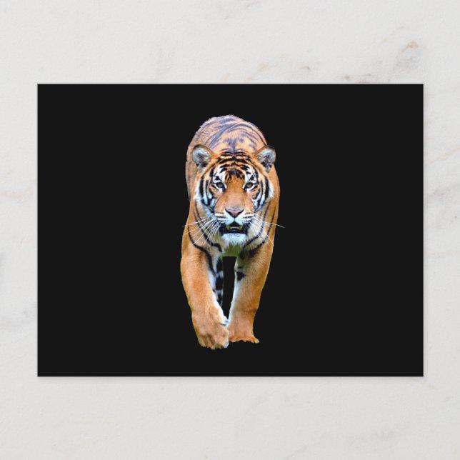Carte Postale Animal tigre (Devant)
