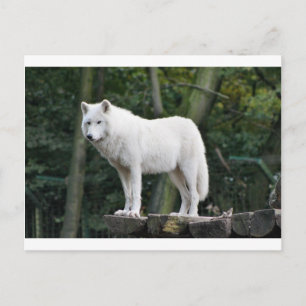 Carte Postale Animal Wolf Nature Paix Aimer Destinée
