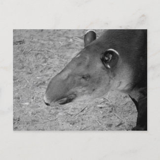 Carte Postale animal zoo noir et blanc