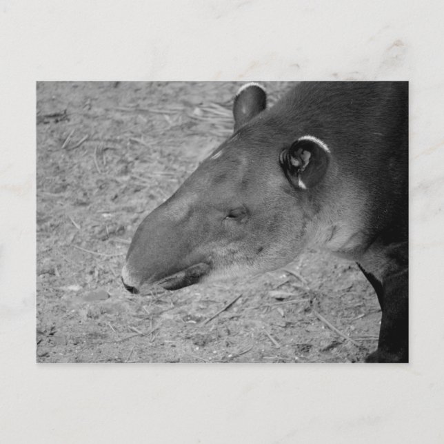 Carte Postale animal zoo noir et blanc (Devant)