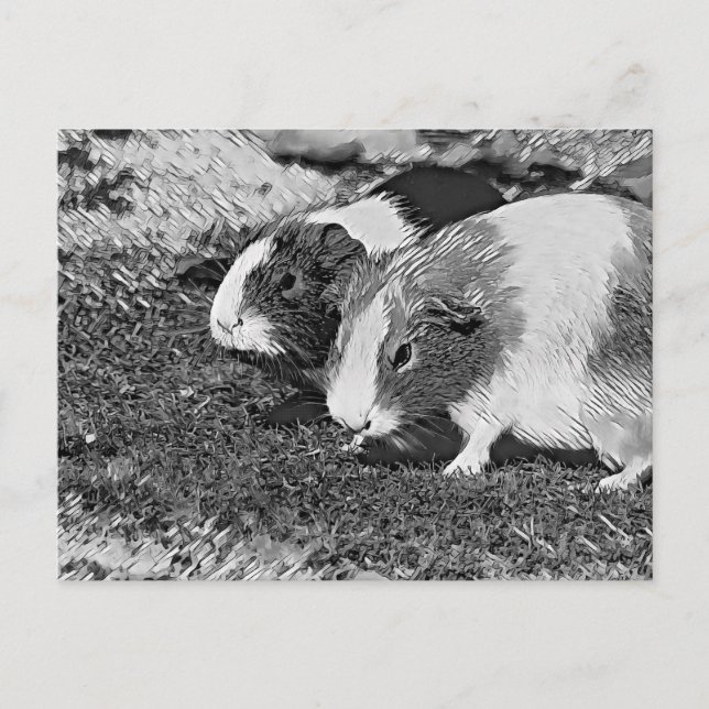 Carte Postale AnimalArtBW_Cobaye_003 (Devant)