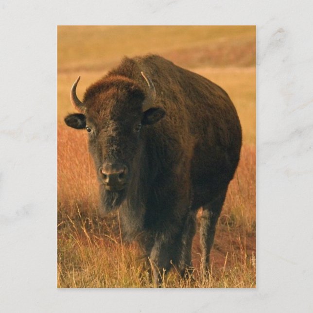 Carte postale animale (Devant)