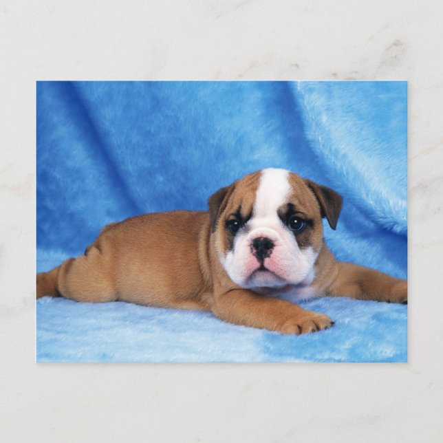 Carte Postale Animals Cute Puppies (Devant)