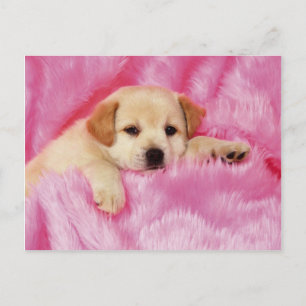 Carte Postale Animals Cute Puppies