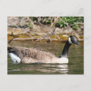 Carte Postale Animaux