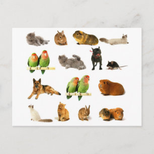 Carte Postale animaux